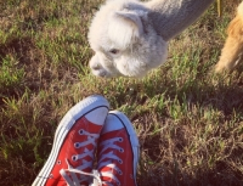 Alpaca Yoga at Marquam Hill Ranch